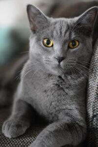 猫のウェットフードの比較で選ぶべきおすすめ商品は？