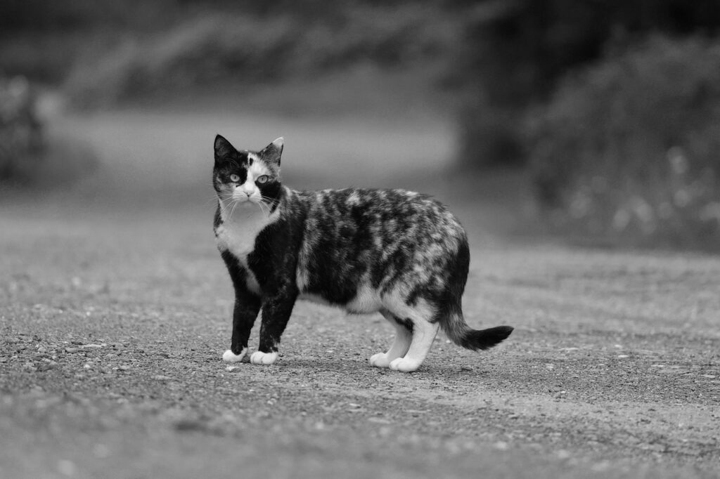 猫の毛玉対策に効果的なサプリはどれ？