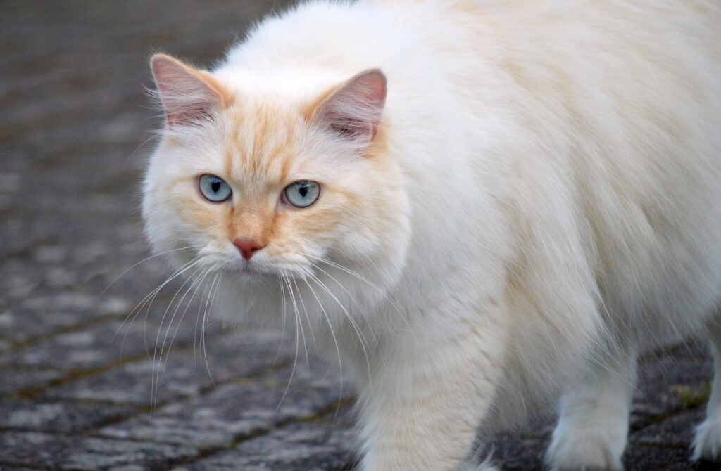 猫の毛玉対策に効果的なサプリは何ですか？