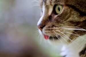 猫の食道炎の症状と対処法について知りたいことは？