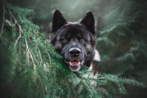 犬のクレート練習で効果的な方法は？