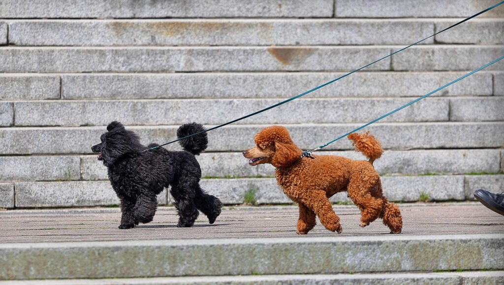 犬の冬の散歩に必要な対策とは？
