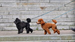 犬の冬の散歩に必要な対策とは？