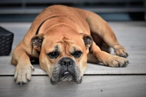 犬の寝癖の直し方はどうすればいい？