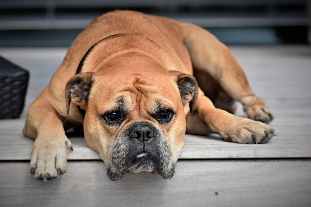 犬の寝癖の直し方はどうすればいい？