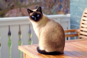 猫が嘔吐する原因と病院での対処法は？