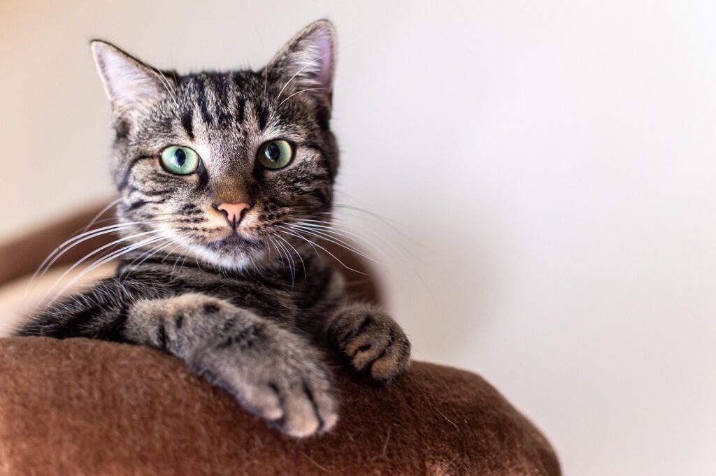 猫の多頭飼いでケンカを防止するためのポイントは？
