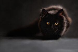 猫の尿結石を防ぐための食事管理のポイントは？