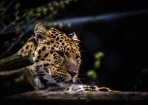 猫の糖尿病に適したフードの選び方は？