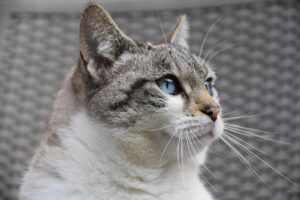 猫の食欲不振の原因にはどんなものがあるの？