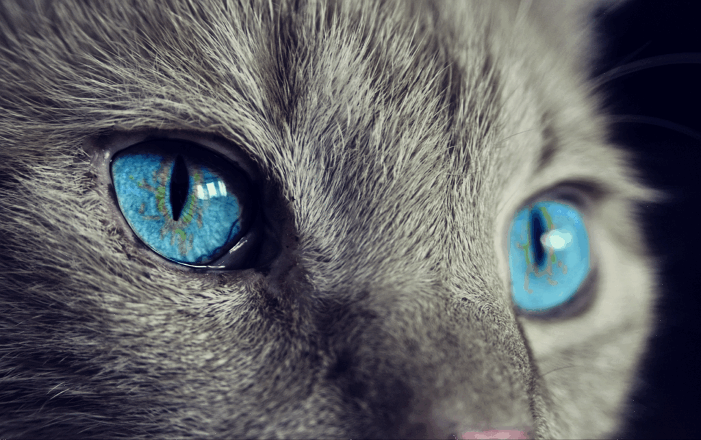 猫エイズの感染を予防するために知っておくべきポイントは？