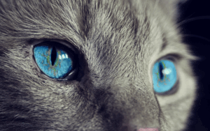 猫エイズの感染を予防するために知っておくべきポイントは？