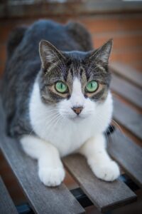 シニア猫に最適なフードの選び方は？