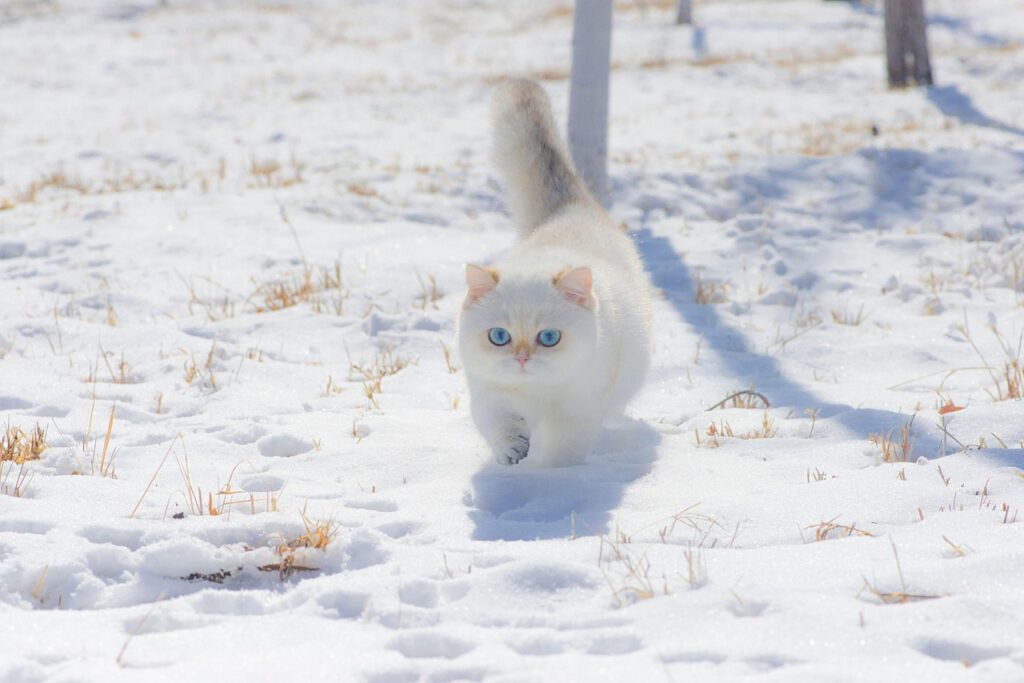 冬に猫が快適に過ごすための防寒グッズは？