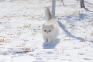 冬に猫が快適に過ごすための防寒グッズは？