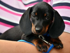 子犬がフードを食べ残す原因と対策は？