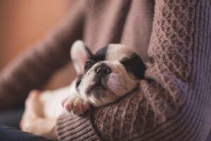 子犬にぴったりのフードおすすめはどれ？