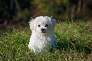 小型犬に最適なおすすめベッドはどれ？