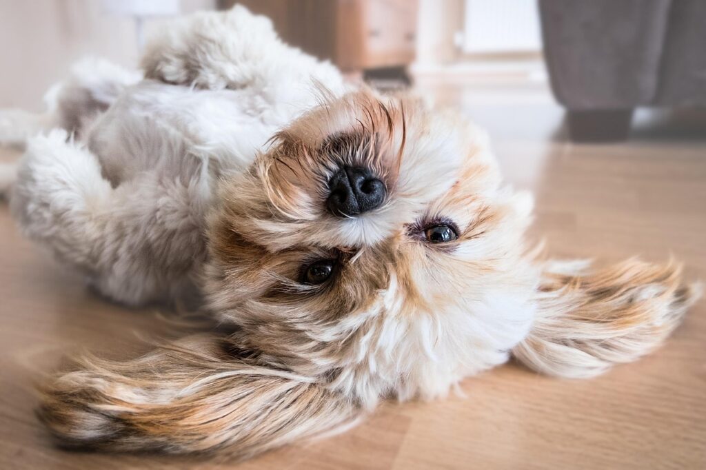 犬が歯磨きを嫌いな理由とその克服方法は？