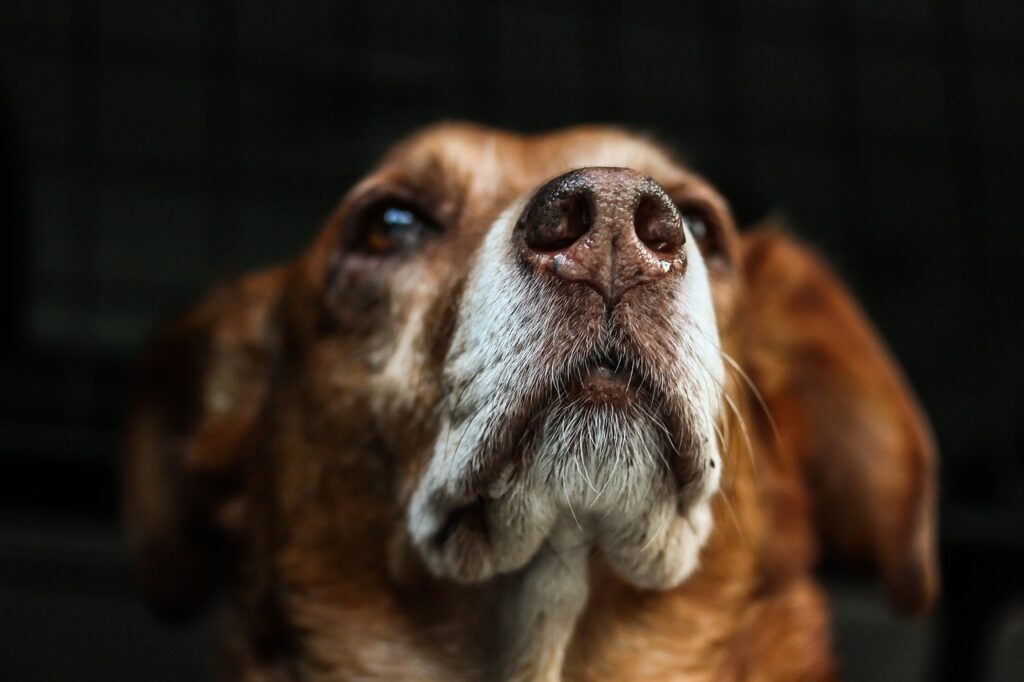 犬のシャンプーの頻度はどれくらいが理想ですか？