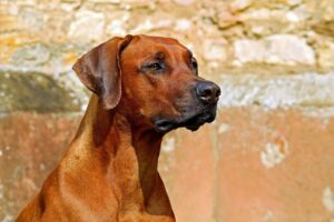 犬のダイエットに最適なフードの比較は？