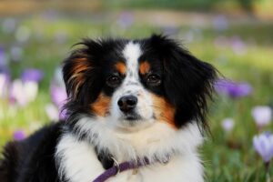 犬のトイレしつけ方法はどうすればいい？