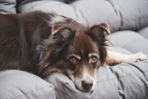 犬のノミダニ予防薬でおすすめの商品は？