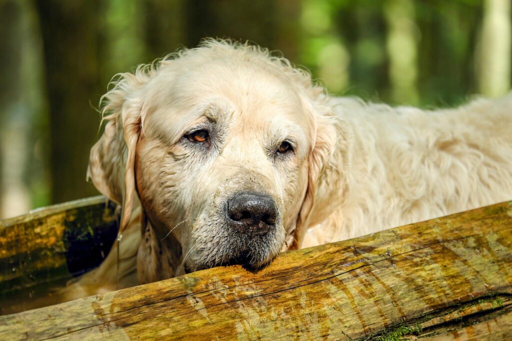 犬の下痢の原因とその対処法は？