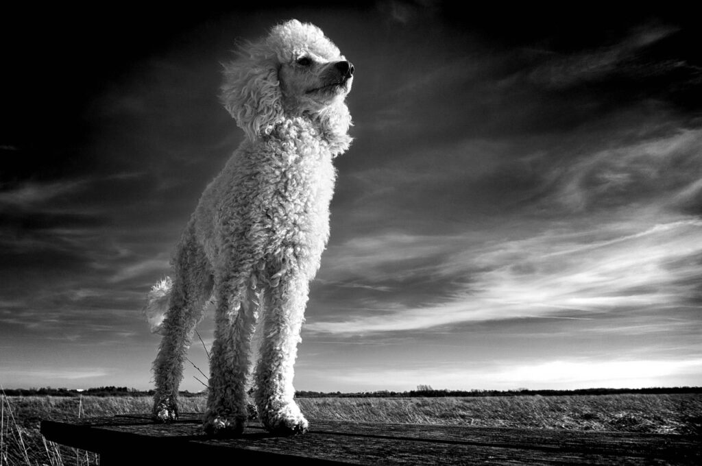 犬の去勢後に太る原因とその対策は？
