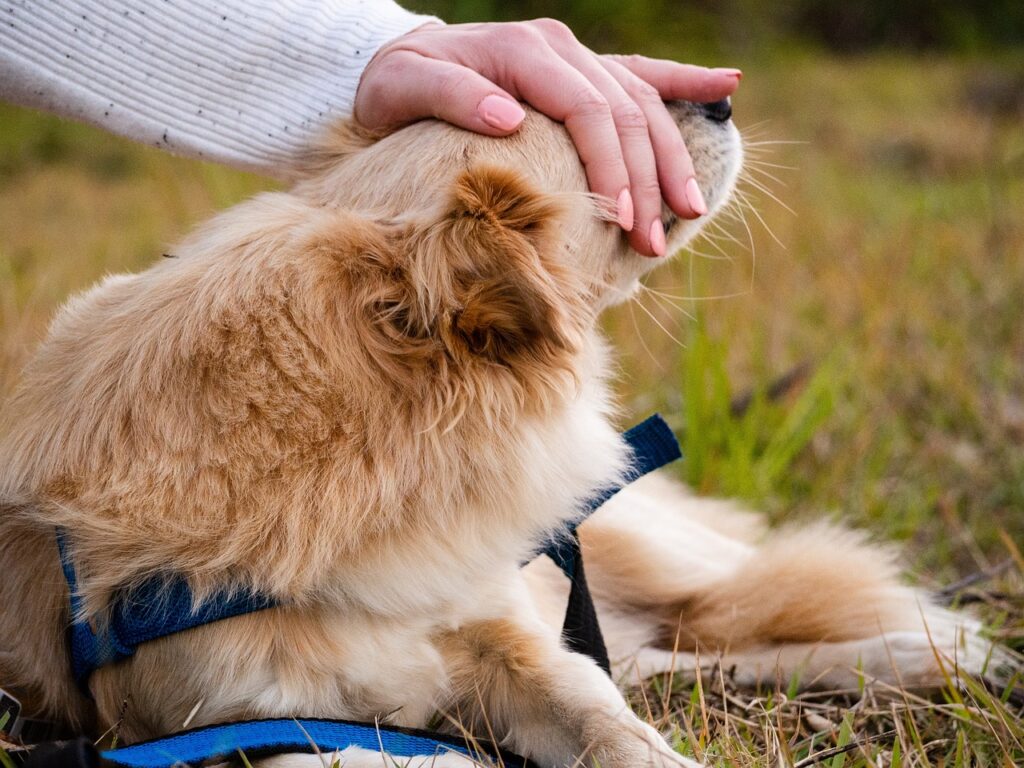 犬の多頭飼いでケンカを防止するための効果的な方法は？
