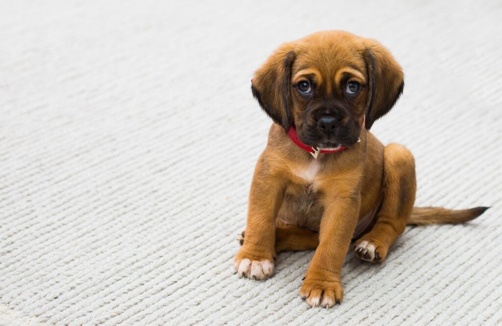 犬の子犬は社会化をいつから始めるべきですか？