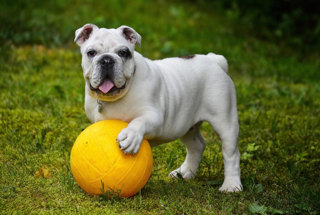 犬の毛玉や抜け毛に効果的な対策は？
