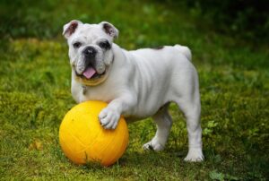 犬の毛玉や抜け毛に効果的な対策は？
