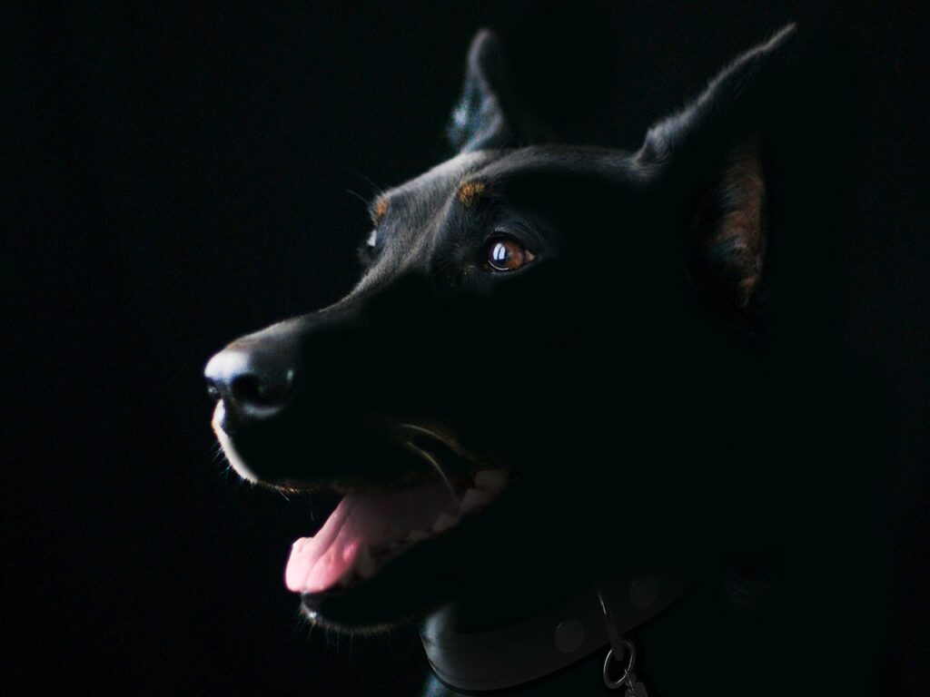 犬の皮膚病に効果的なシャンプーおすすめは？