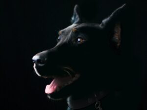 犬の皮膚病に効果的なシャンプーおすすめは？
