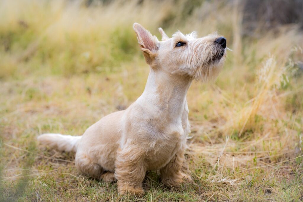 犬の耳掃除の正しいやり方は？