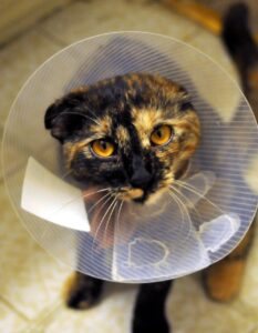 犬の避妊手術を受けるべき年齢はいつがベスト？