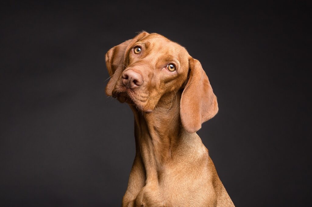 犬の鼻鳴きの意味とは何ですか？