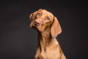 犬の鼻鳴きの意味とは何ですか？