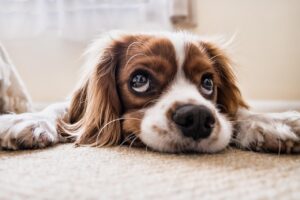 犬ベッドのおすすめはどれ？