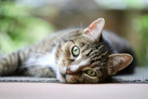 猫のトイレしつけ初心者が知っておくべきポイントは？