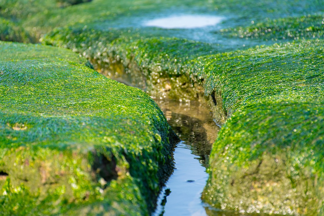 老犬に最適なフードのおすすめは？