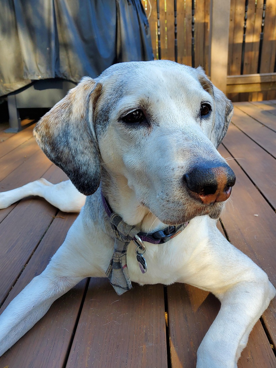 老犬に最適なフードの選び方とは？