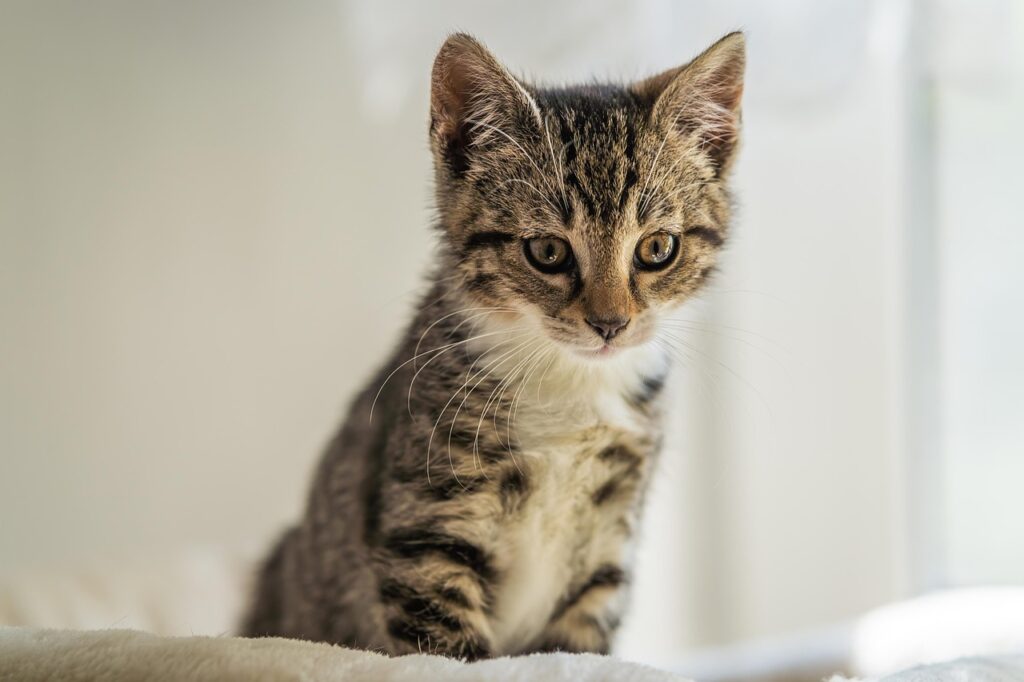子猫の社会化がなぜ重要性を持つのかを解説しますか？