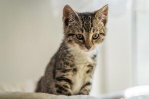 子猫の社会化がなぜ重要性を持つのかを解説しますか？