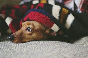 犬との子育てに必要な環境の準備はどうすればいい？