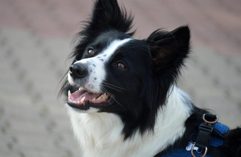 犬と一緒に楽しむテレビ音楽でリラックスする方法は？