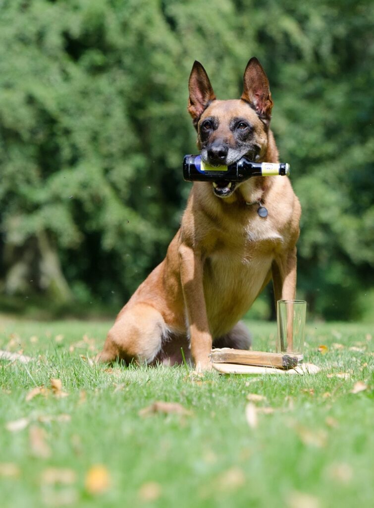 犬にトリックを教えるための効果的な教え方は？