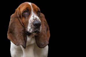 犬のトリミングを自宅で行う方法は？
