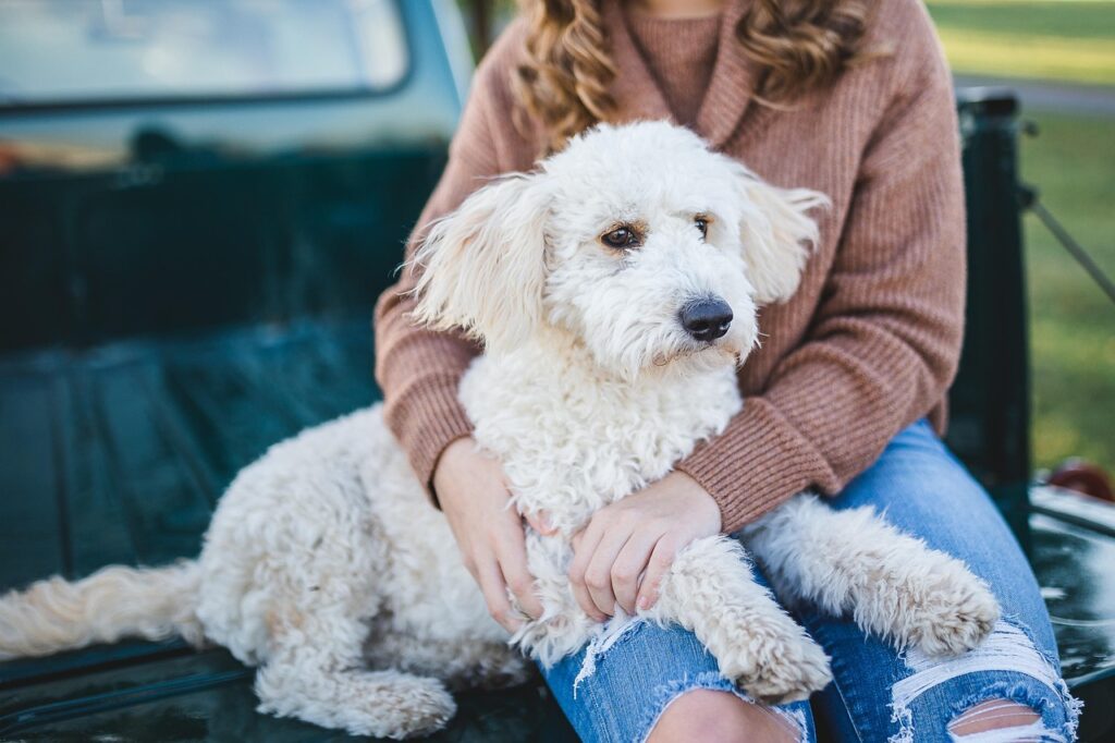 犬のフィラリア薬に関する最新の口コミは？
